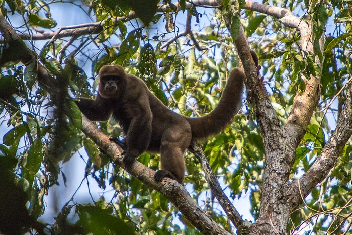 Woolly monkey