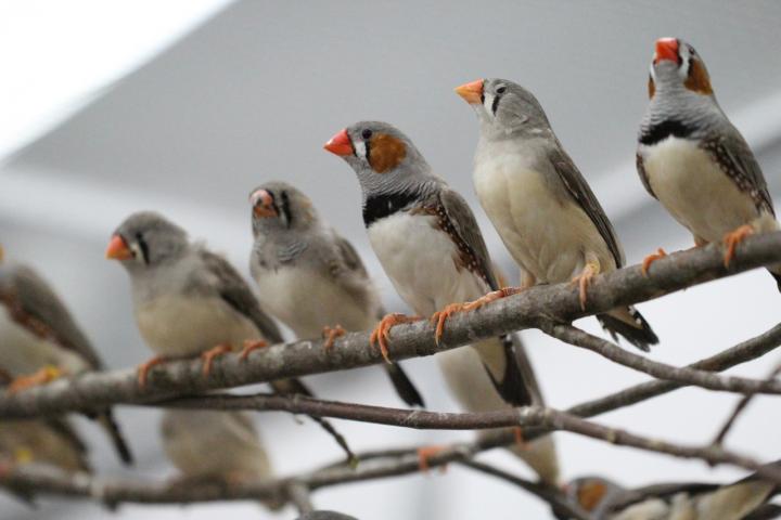 Zebra Finches
