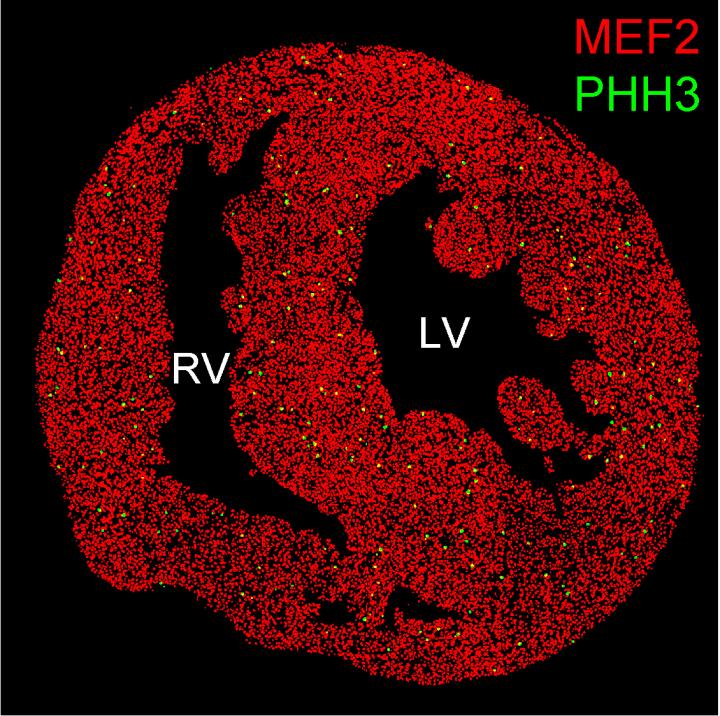 Neonatal Mouse Heart