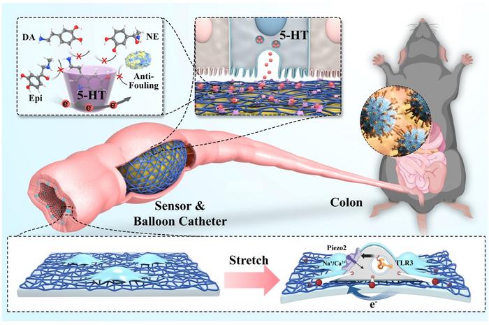 Monitoring of the functional characteristics and multiscale intestine mechanism of the Au@HCP NTs sensor.