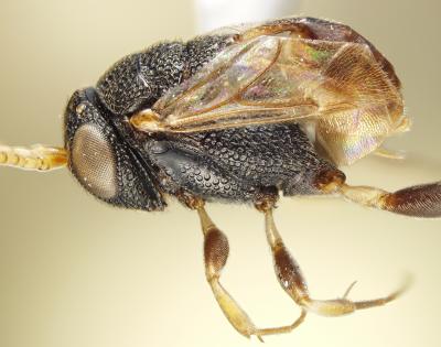 Wasp