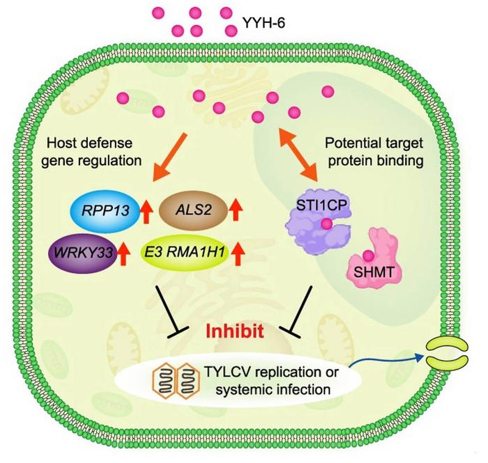 Model for host defense gene regulation and potential target protein binding mediating the inhibition of TYLCV replication or systemic infection by YYH-6.
