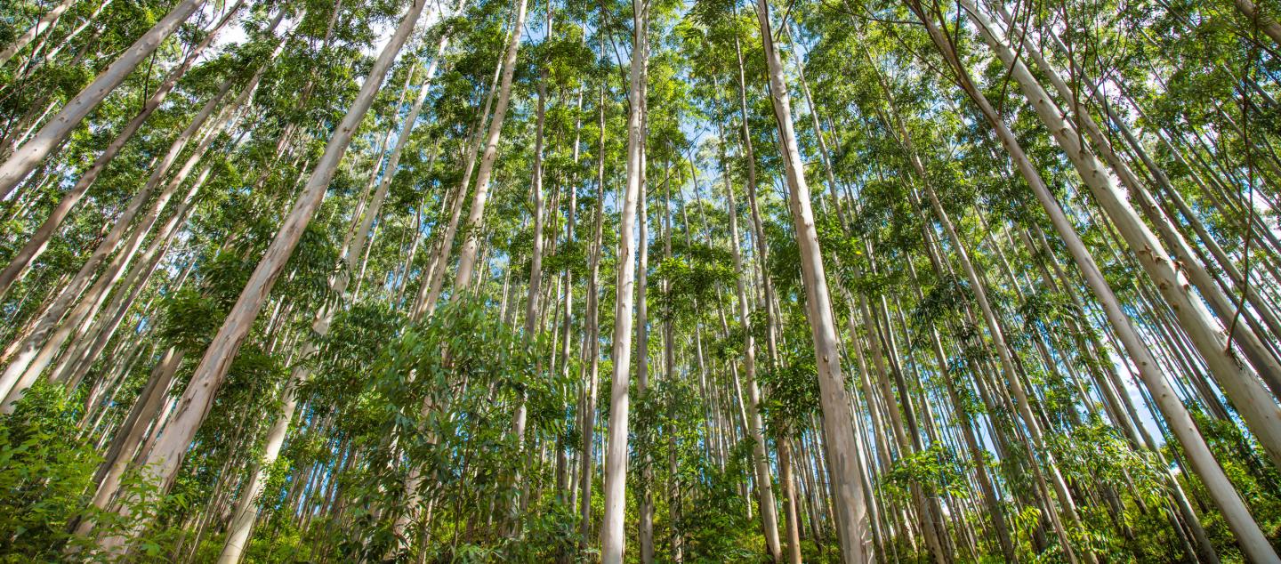 Eucalyptus plantation