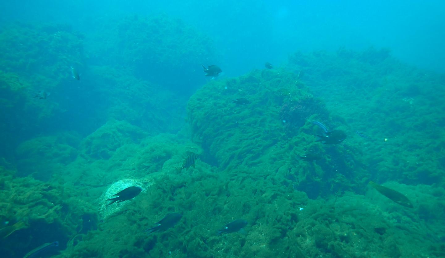 Future Effects of Ocean Acidification