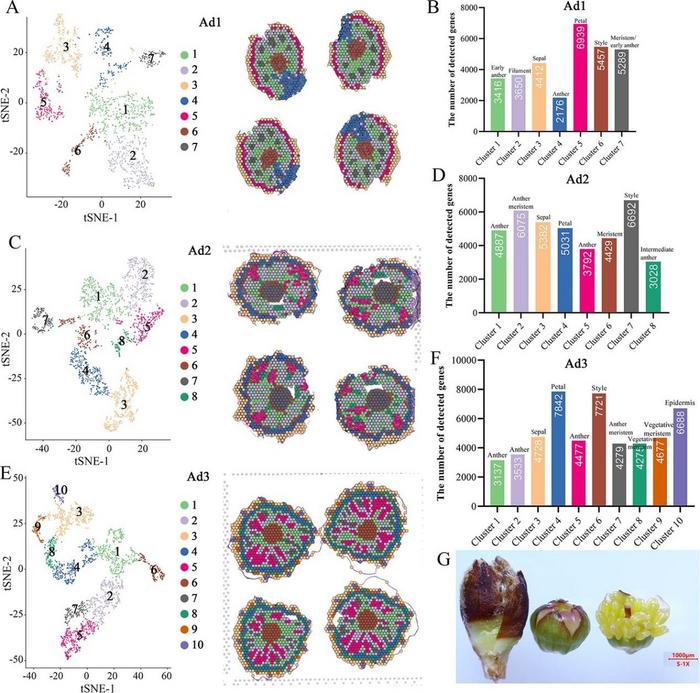 t-SNE cluster analysis and cell type identification of flower bud samples at three different development stages.