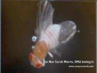Diabetes Tool: Insulin-resistant Fruit Fly