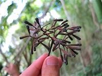 <I>Pisonia roqueae</I> (1 of 2)