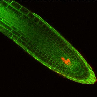 Arabidopsis Root Tip