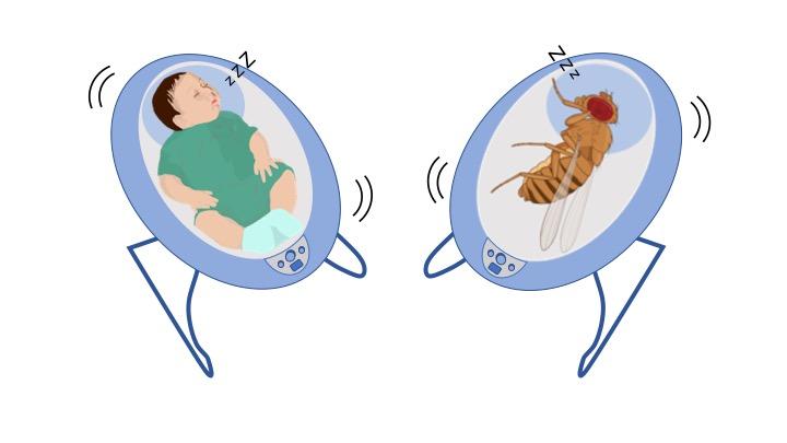Rock-a-bye Fly: Why Vibrations Lead to Sleepiness