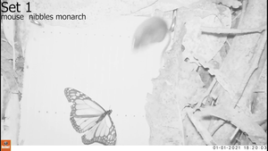 Predation trial: Mouse nibbles on monarch