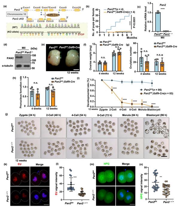 Fine-tuning mRNA tails: How maternal PAN2 safeguards early embryo development