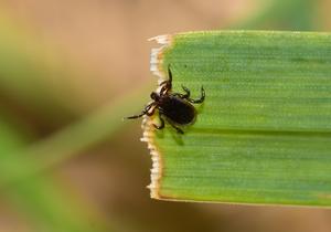 Eastern Black-legged Tick (Ixodes scapularis)