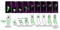 Changes in Assembly of Microtubules and Nucleus in an <i>Arabidopsis</i> Zygote over Time
