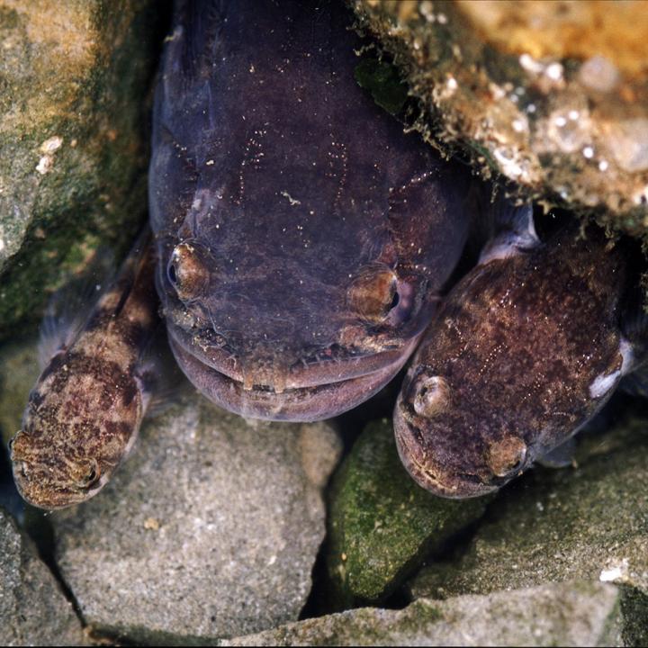 Fish Study IDs Genes That Regulate Social Behaviors
