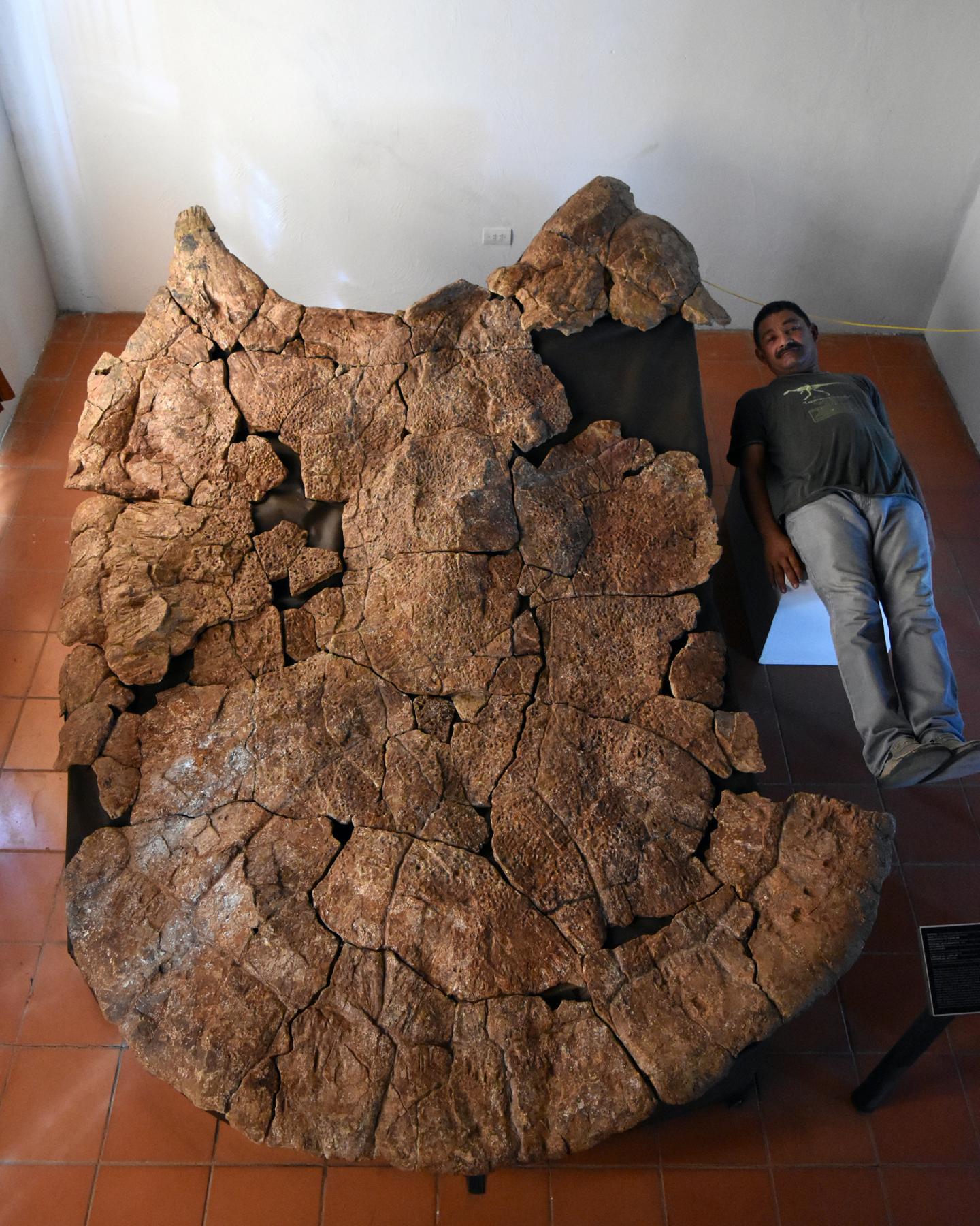 Male Carapace of <i>Stupendemys geographicus</i>