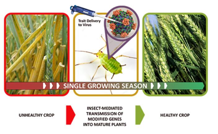 Insect Allies' Three Technical Areas