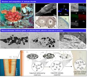 Sea Squirt Rhizoid Structure and Nano-Condensate Adhesive Delivery System