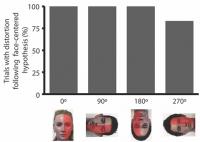 Stimulus examples and data on perception of distorted faces
