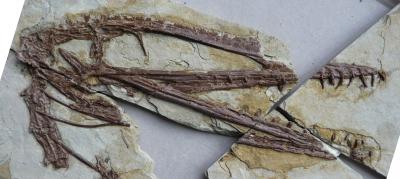 The Skull of Darwinopterus