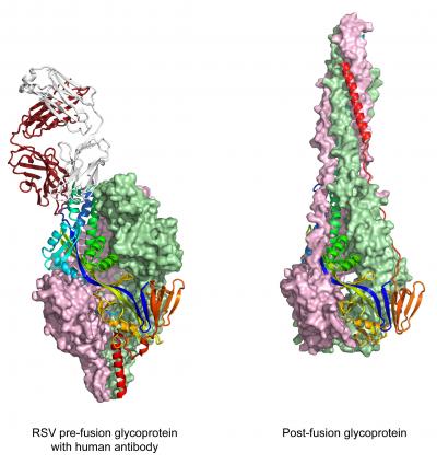 RSV Fusion Glycoprotein
