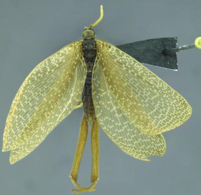 <i>Austromerope braziliensis</i>
