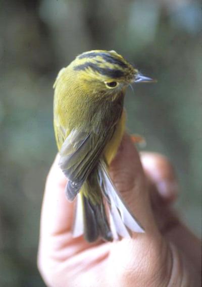 Himalaya Golden-Spectacled Warbler