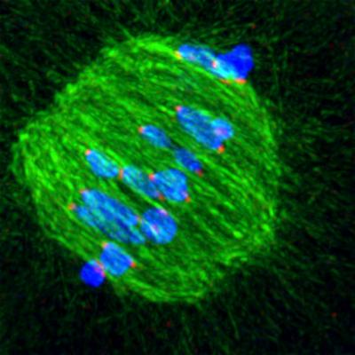 Circling Chromosomes