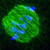 Circling Chromosomes