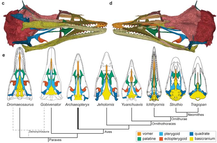 3D model of skull of the Chicago Archaeopteryx and the palatal evolution in paravians