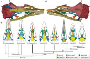 3D model of skull of the Chicago Archaeopteryx and the palatal evolution in paravians