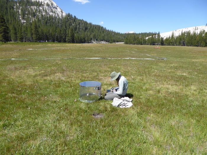 Tuolumne Meadow restoration