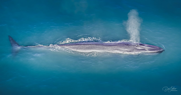 Blue whale