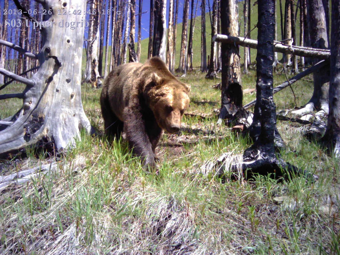 Grizzly Bear