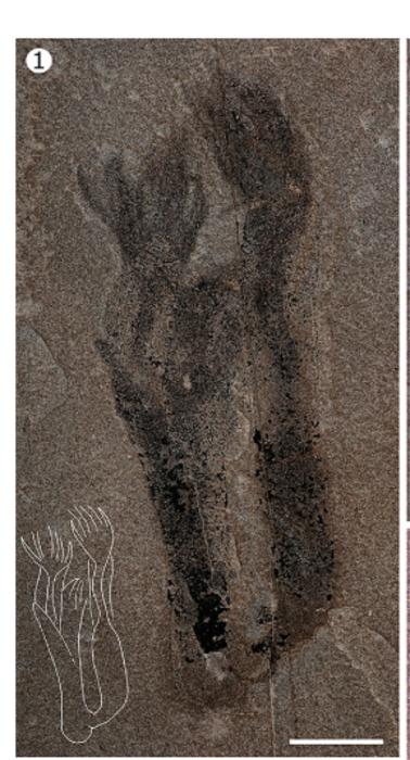 Paleocanna tentaculum fossils