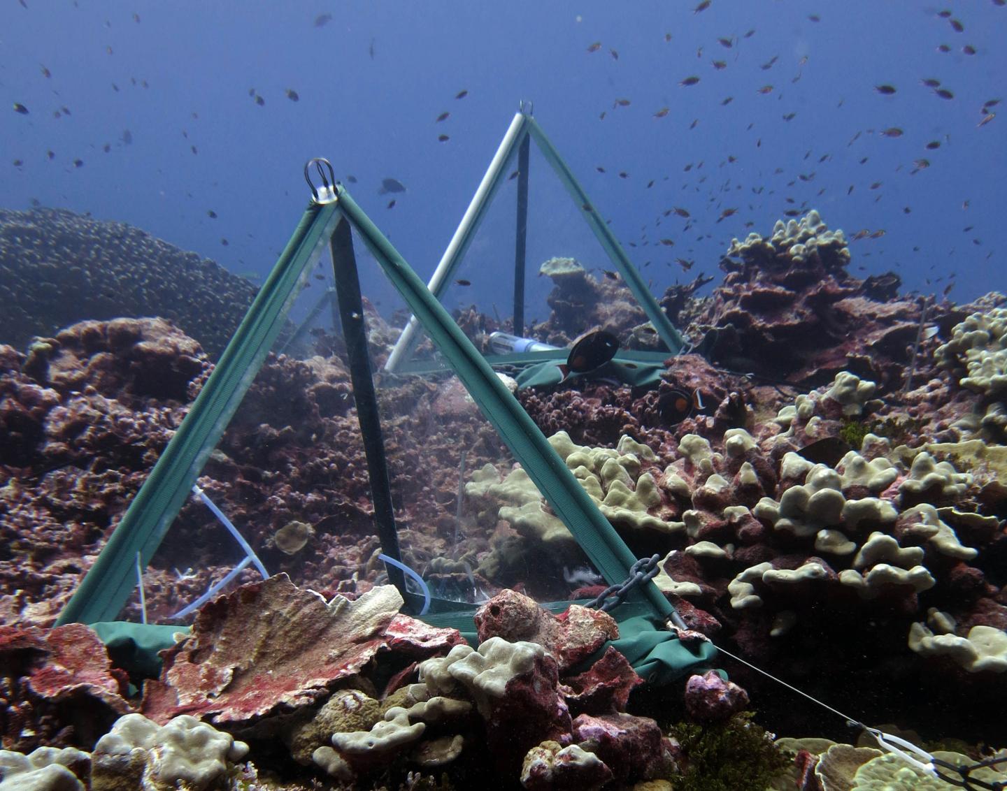 Millennium Atoll