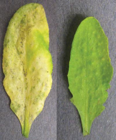 Leaves