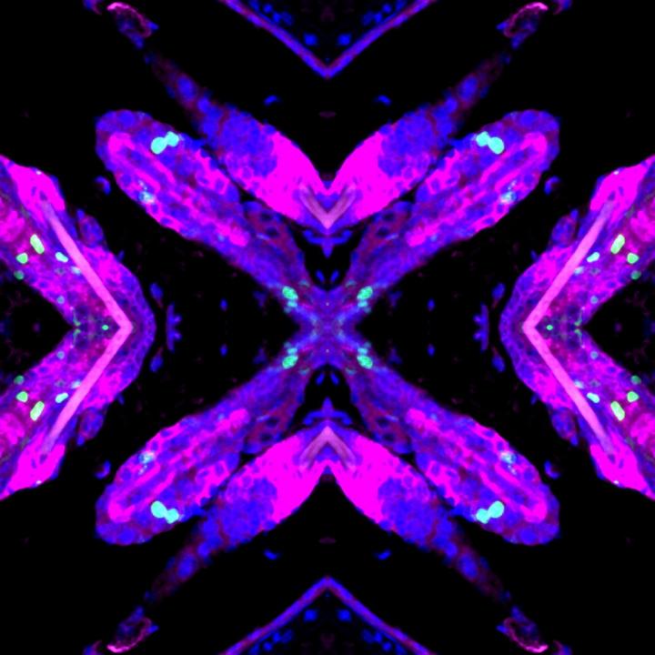 Mouse Skin with DNA Damage