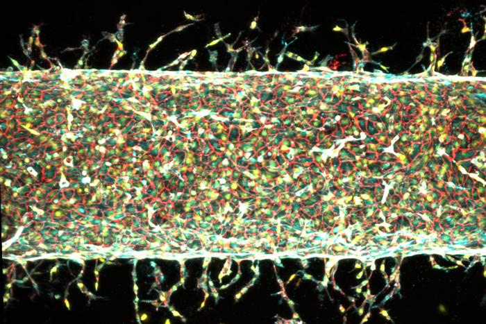 Building Blood Vessels