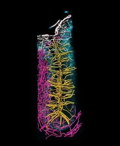3D reconstruction of blood vessels in the cerebellum of a mouse