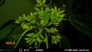 timelapse of avocado flower switching between male and female