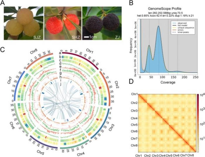 T2T Gap-Free Assembly of the Chinese Bayberry Reference Genome.