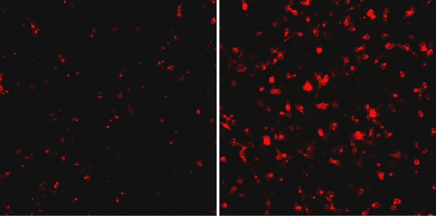 Ebola Host and Virus Protein Interaction