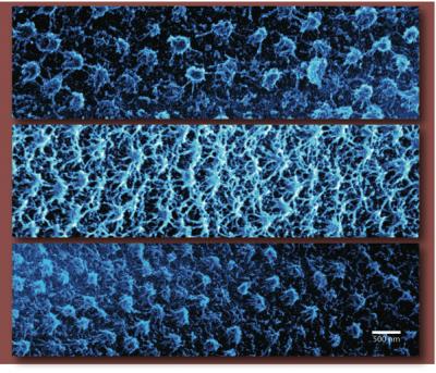 Hydrogel Nanoparticles