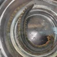 Alitta virens