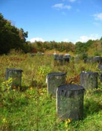 Photo of a Field Experiments at the Yale Myers Forest Research Site