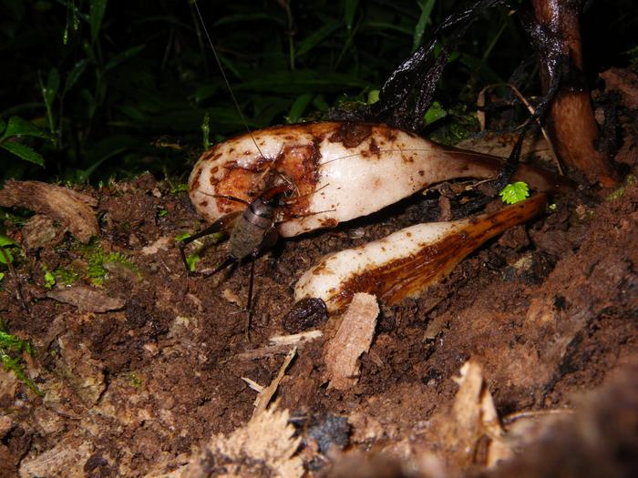 cricket feeds on the fruit of Monotropastrum humile
