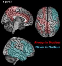 Nucleus of the Human Cortex