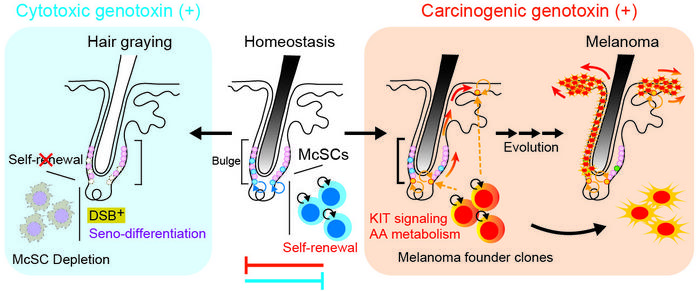 Genotoxic stress and melanocyte stem cell fate