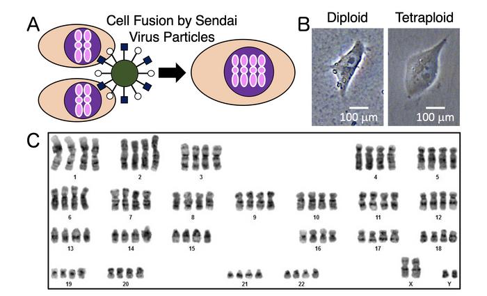 Figure 2: Human iPS Cell Fusion