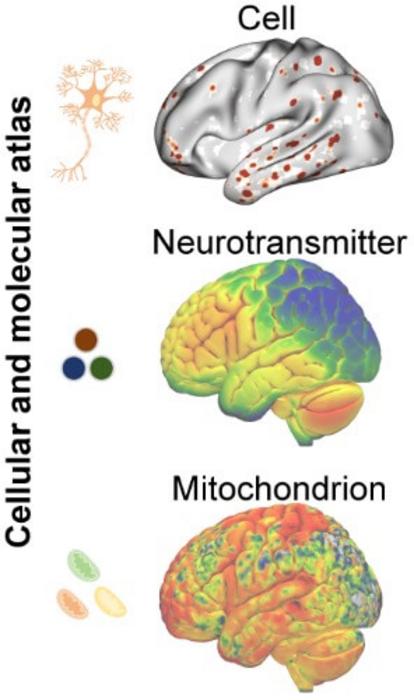 Georgia State Brain Researchers Draw Cellular Blueprint for How We Think, Feel